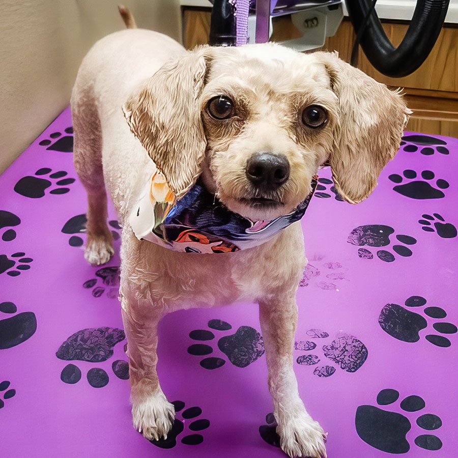 Dog Groomers in Casper