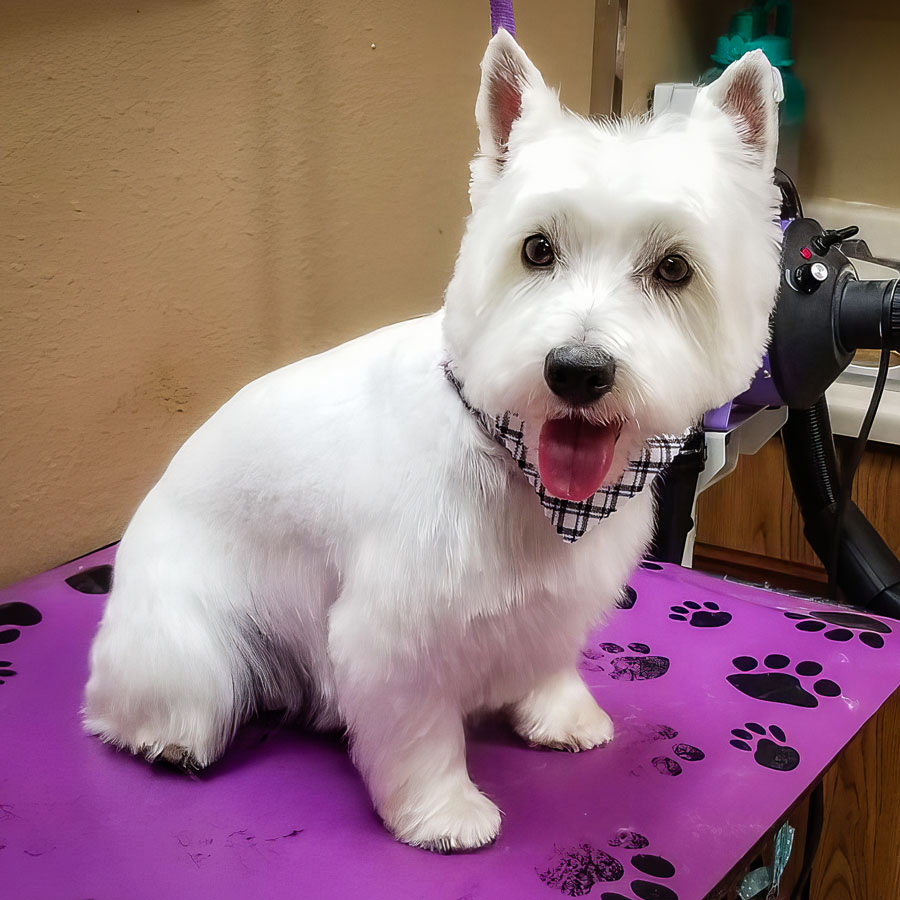 Casper Groomers