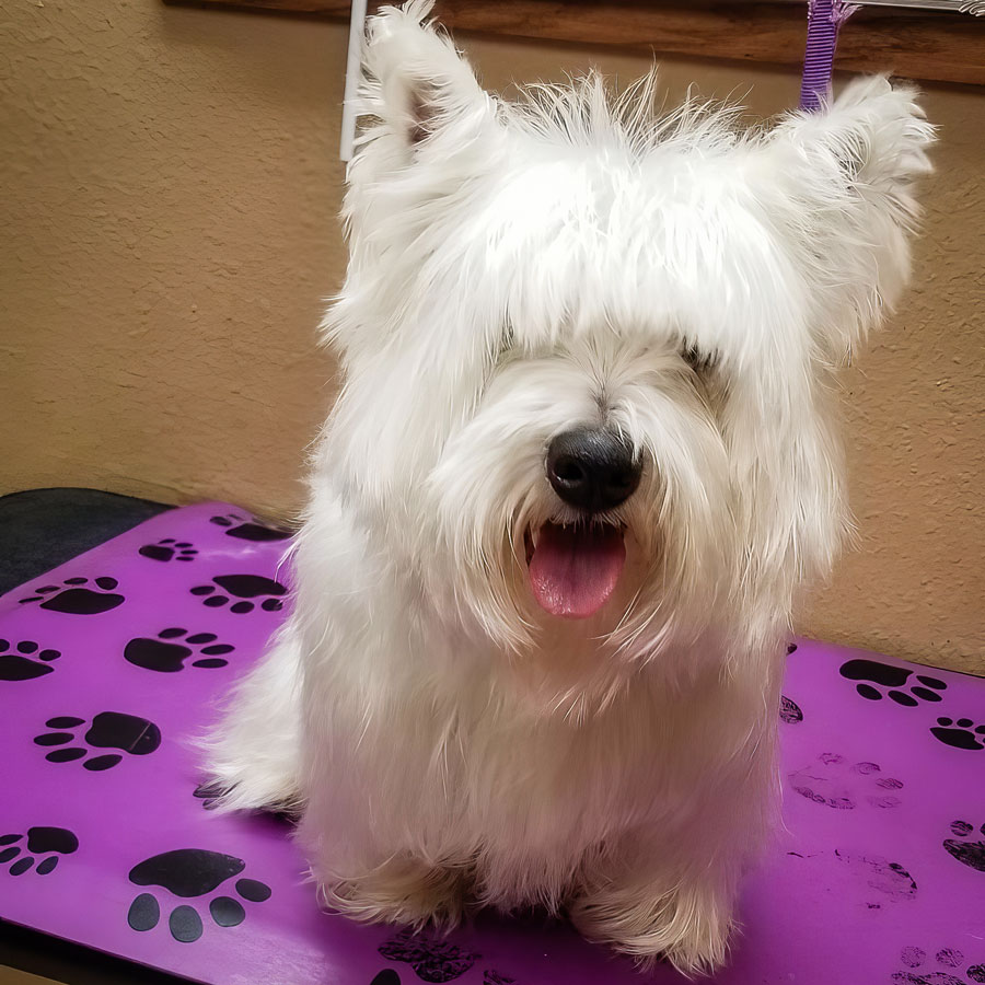 Dog Groomers in Casper