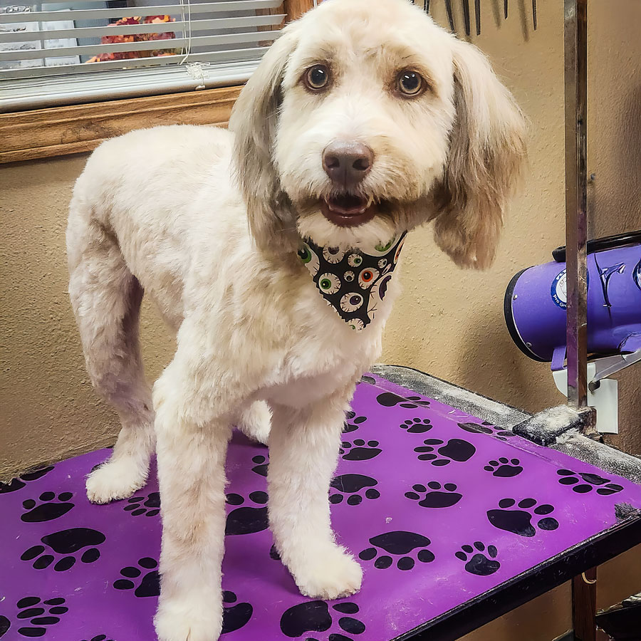 Casper Groomers