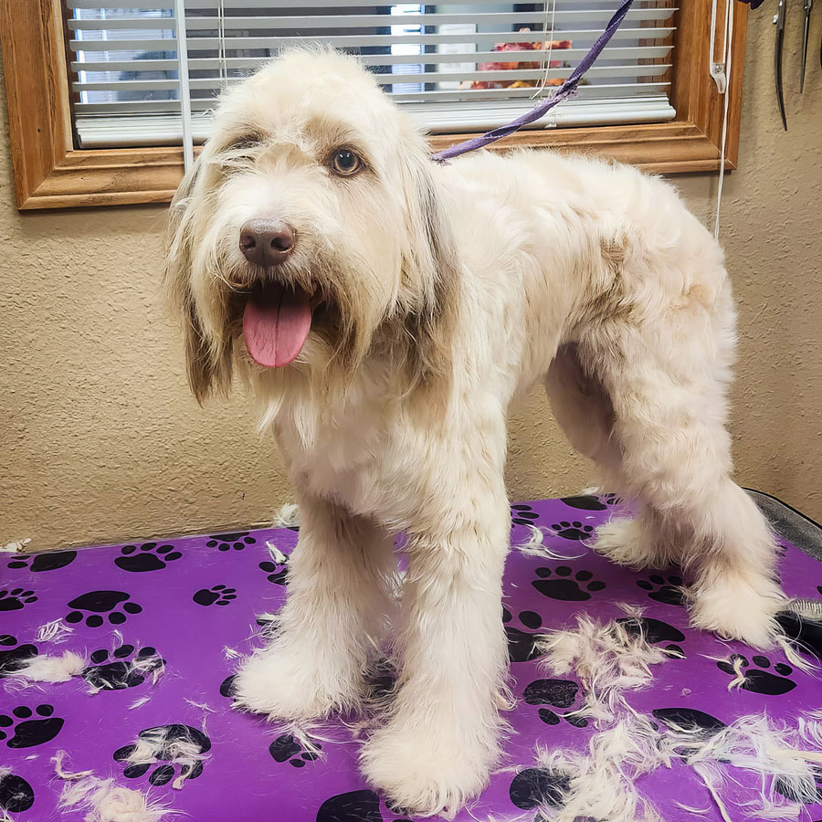 Dog Groomers in Casper